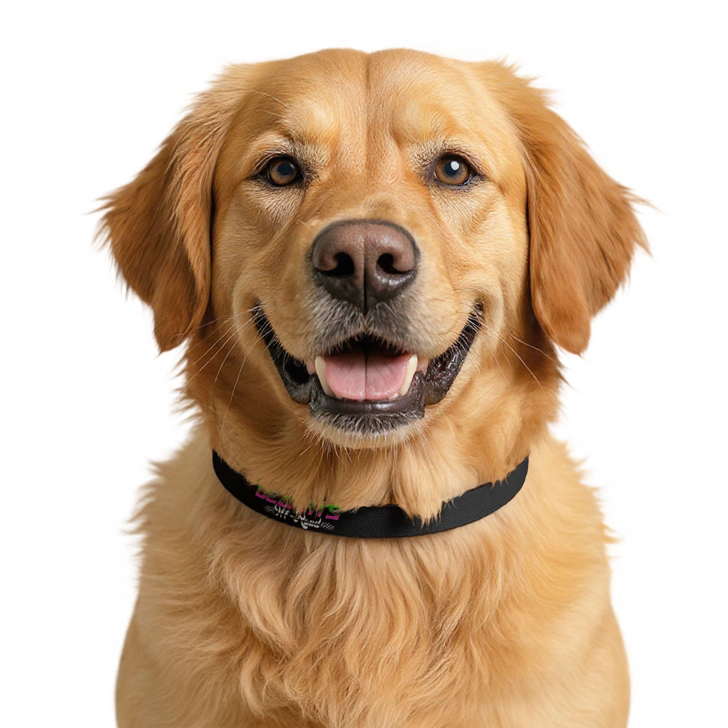Neon Logo Dog Collar